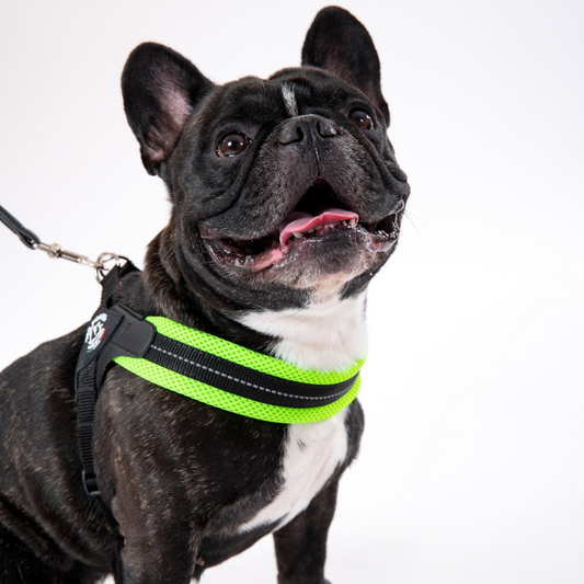 Easy Fit Sottopancia Regolabile Mesh