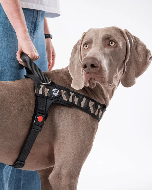 Primo Plus Tre Ponti