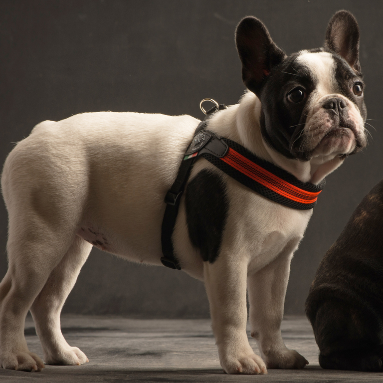 Easy Fit Adjustable Girth Fluo Pop