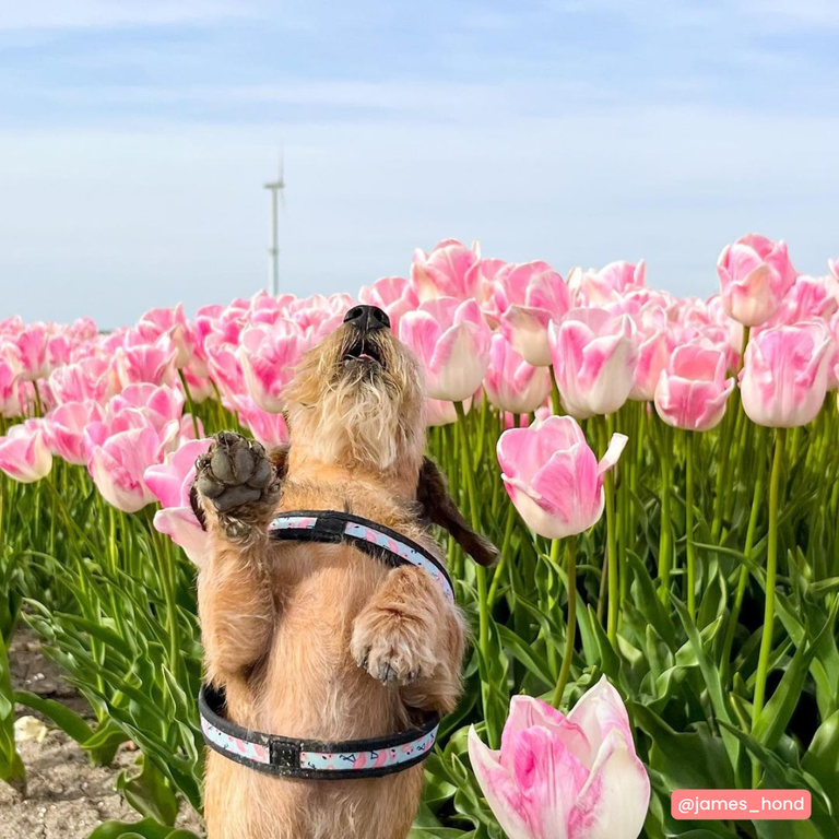 Easy Fit Adjustable Strap Vibes