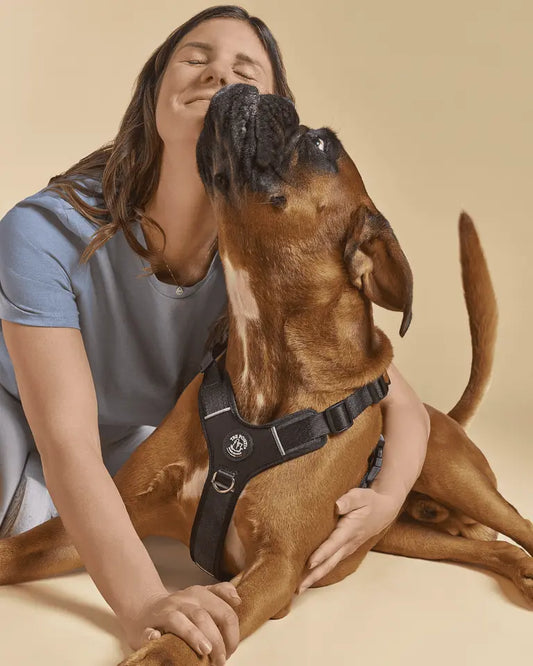 Harmonia - Tre Ponti