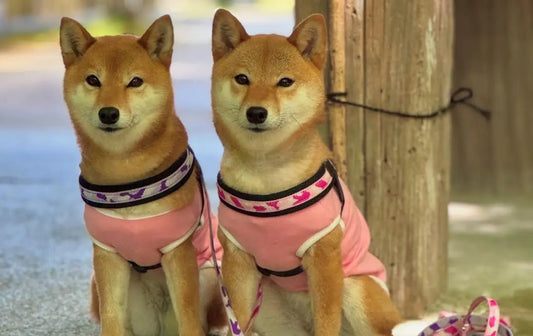 Easy Fit for medium dogs: are they durable? Tre Ponti
