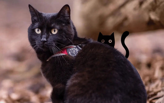 Black Cat Day Tre Ponti