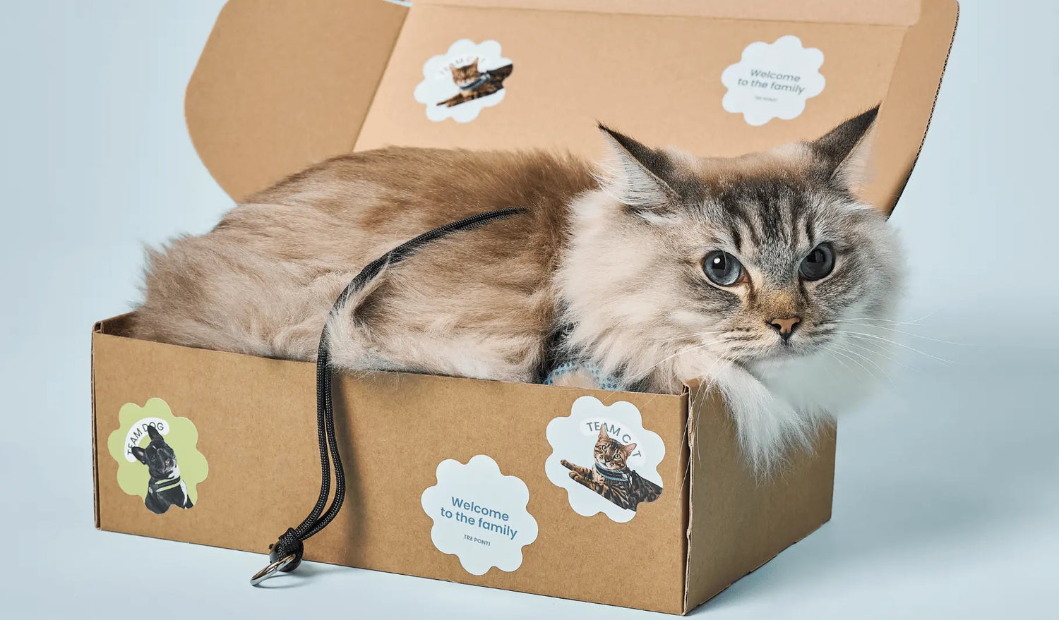 Cat-last-chances Tre Ponti