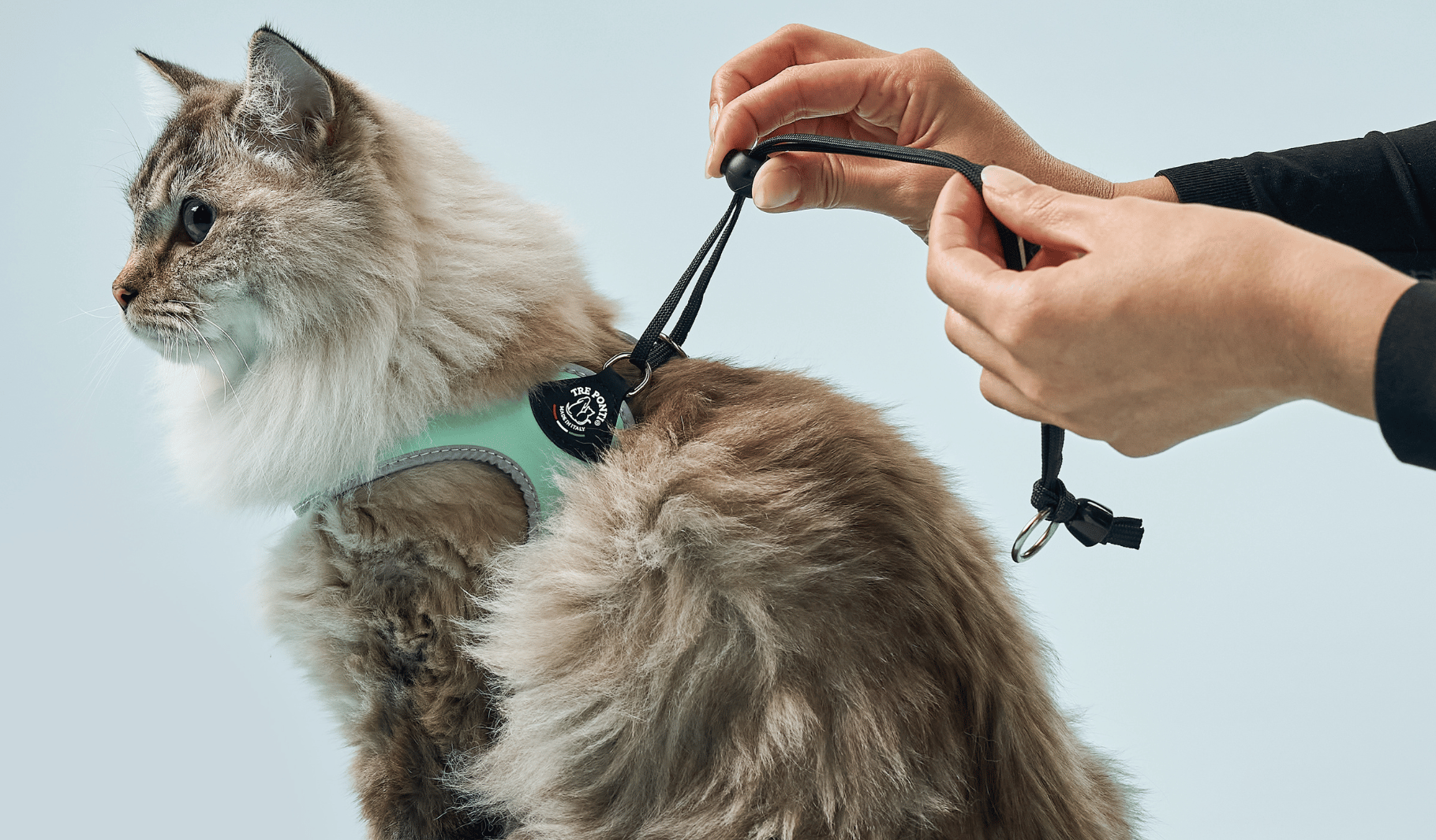 Cat-harness-collection