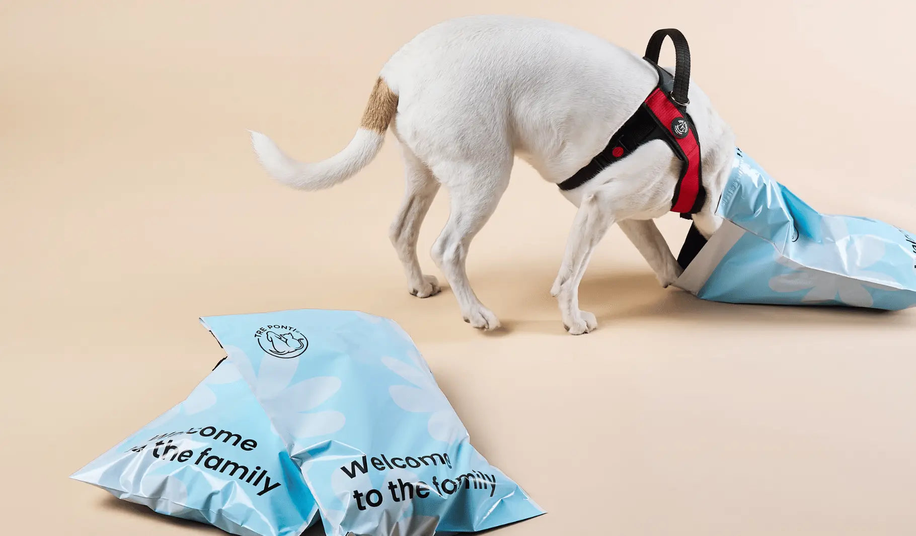 Dog-last-chances Tre Ponti