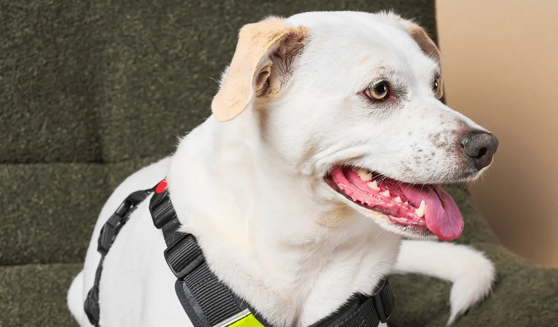 Dog-accessories Tre Ponti