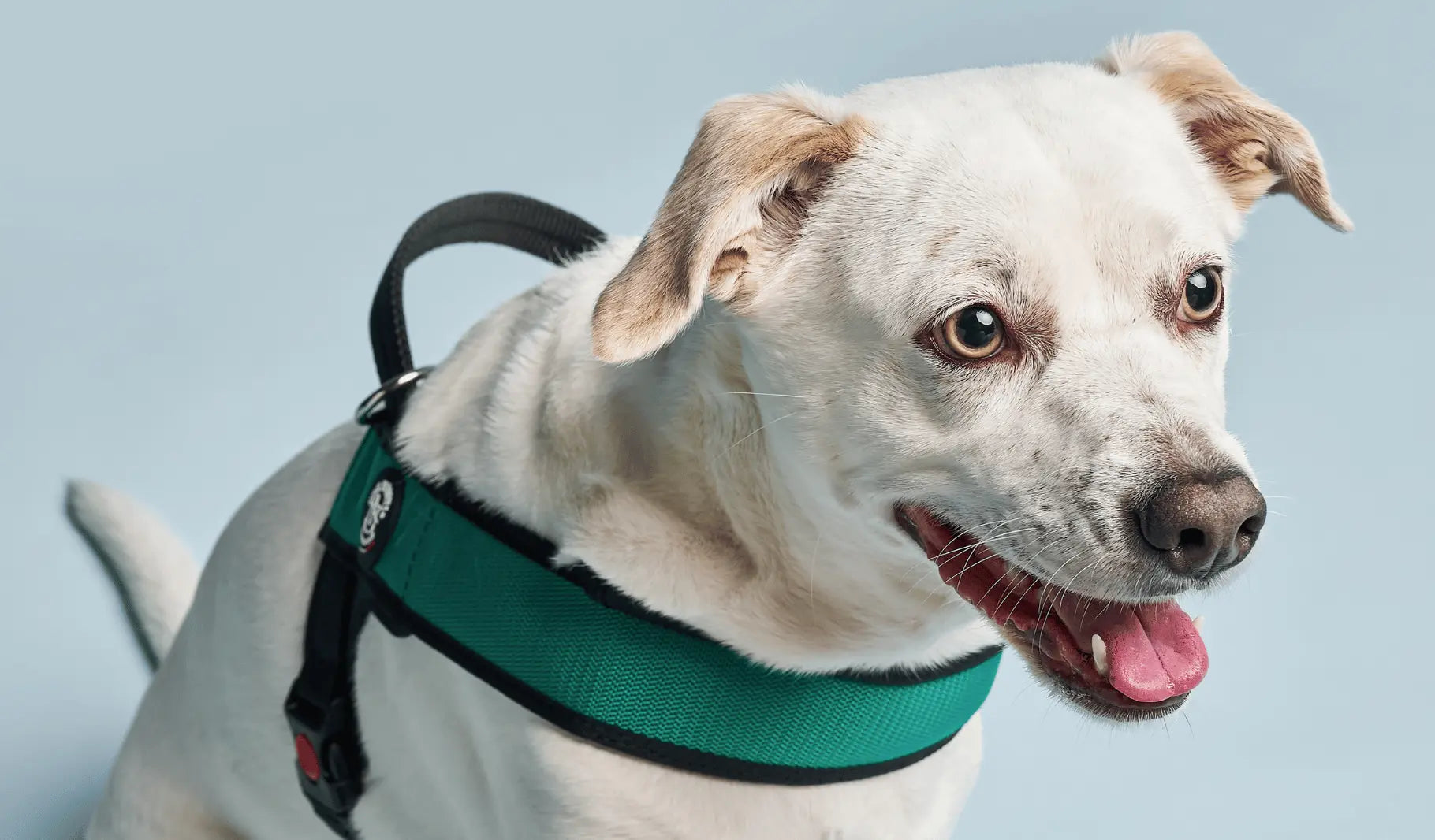Dog-Harnesses Tre Ponti