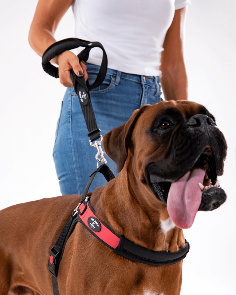 Double-handle Leash