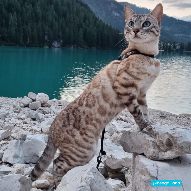 Easy Fit Adjustable Strap Savannah