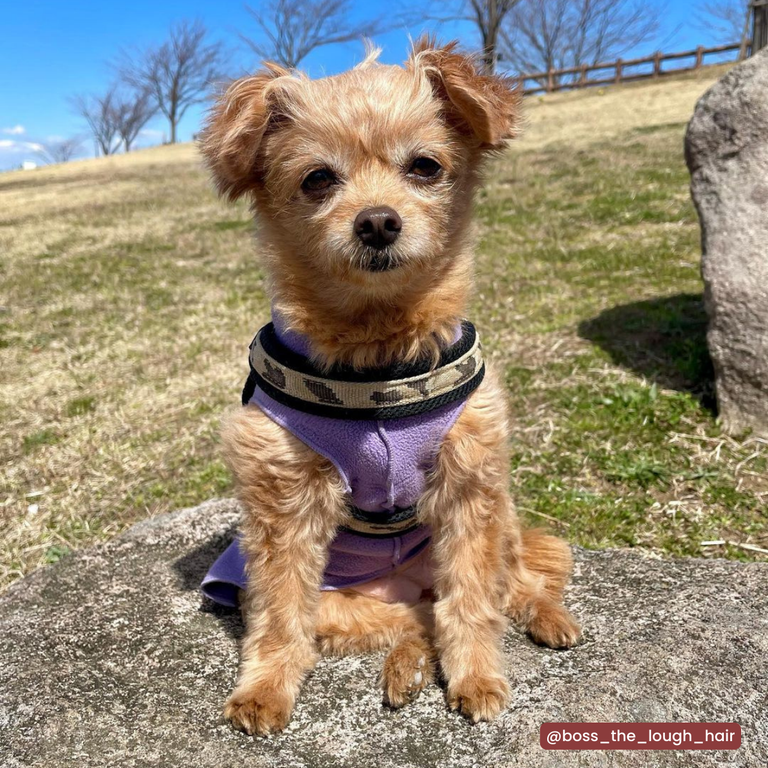 Easy Fit Click Penny Mesh