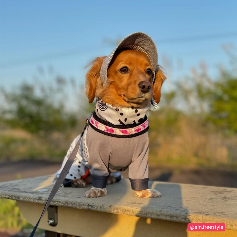 Easy Fit Adjustable Girth Penny Mesh