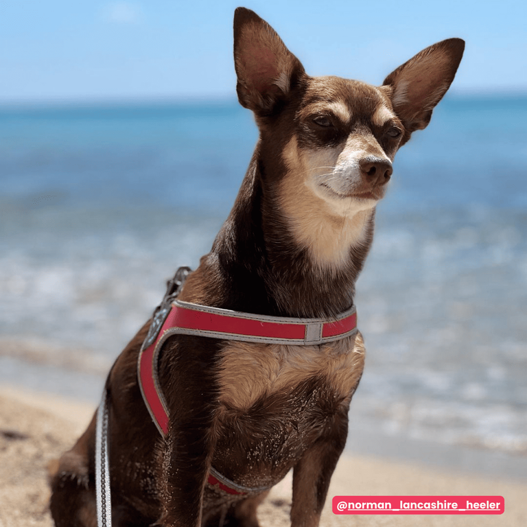 Easy Fit Click Original