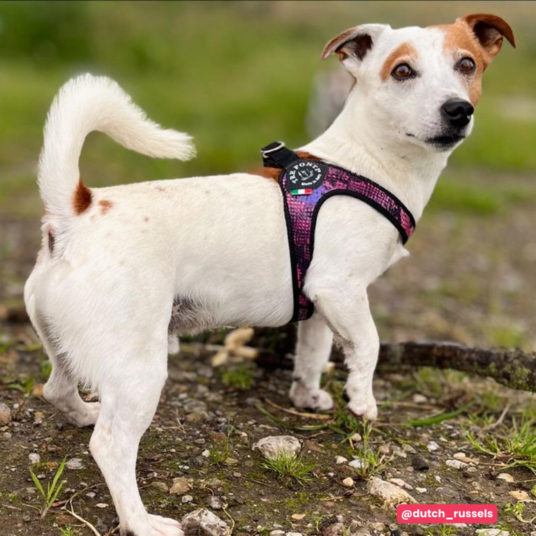 Easy Fit Click Savannah