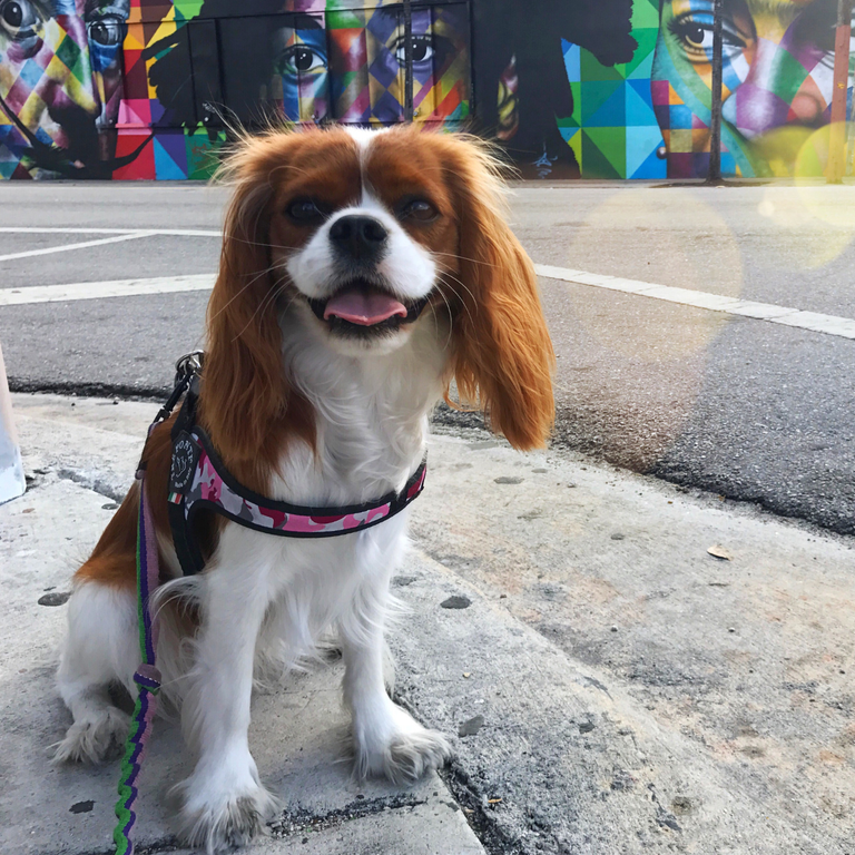 Easy Fit Adjustable Girth Camouflage