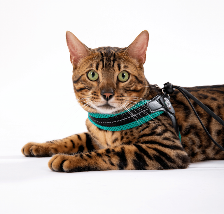 SET Easy Fit Adjustable Strap Mesh