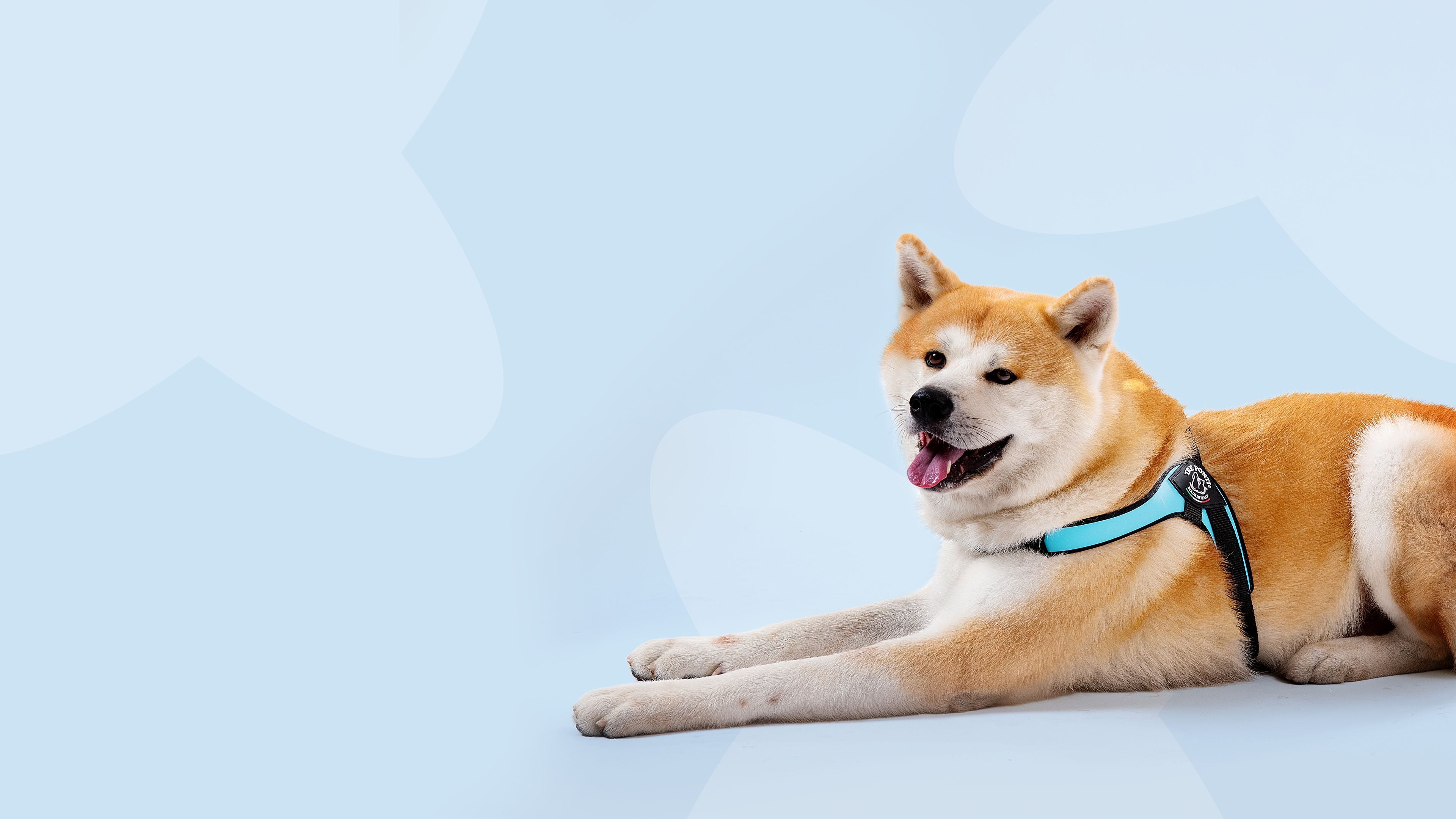 Pettorine e guinzagli