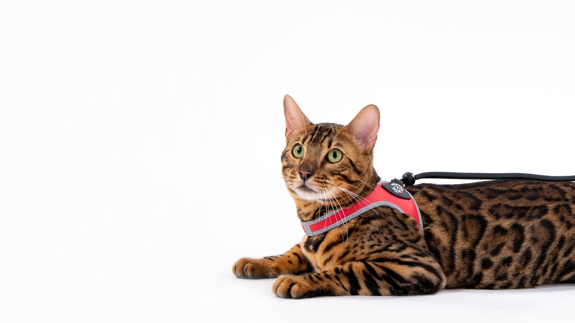 Le migliori pettorine per gatti