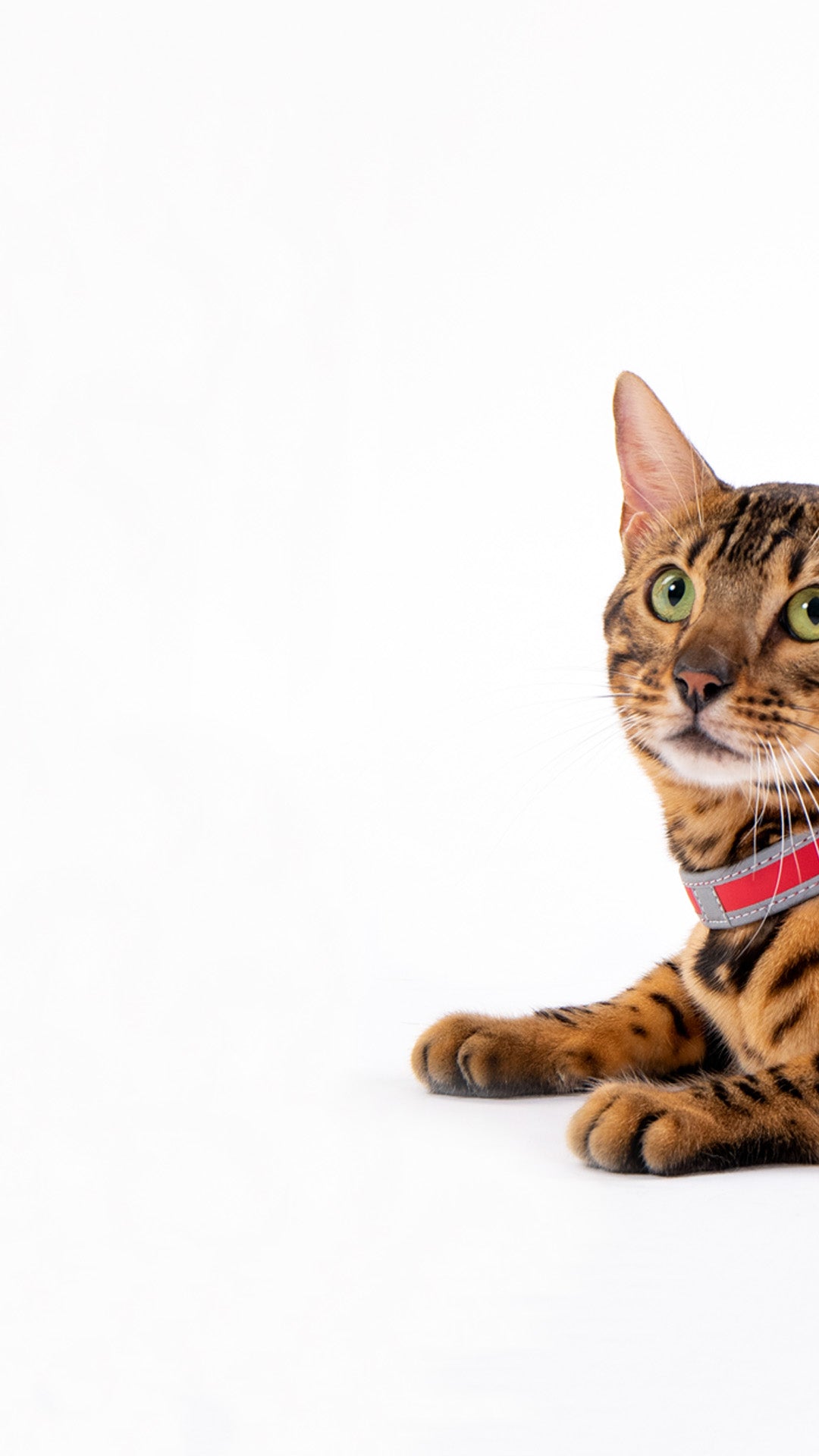 Le migliori pettorine per gatti