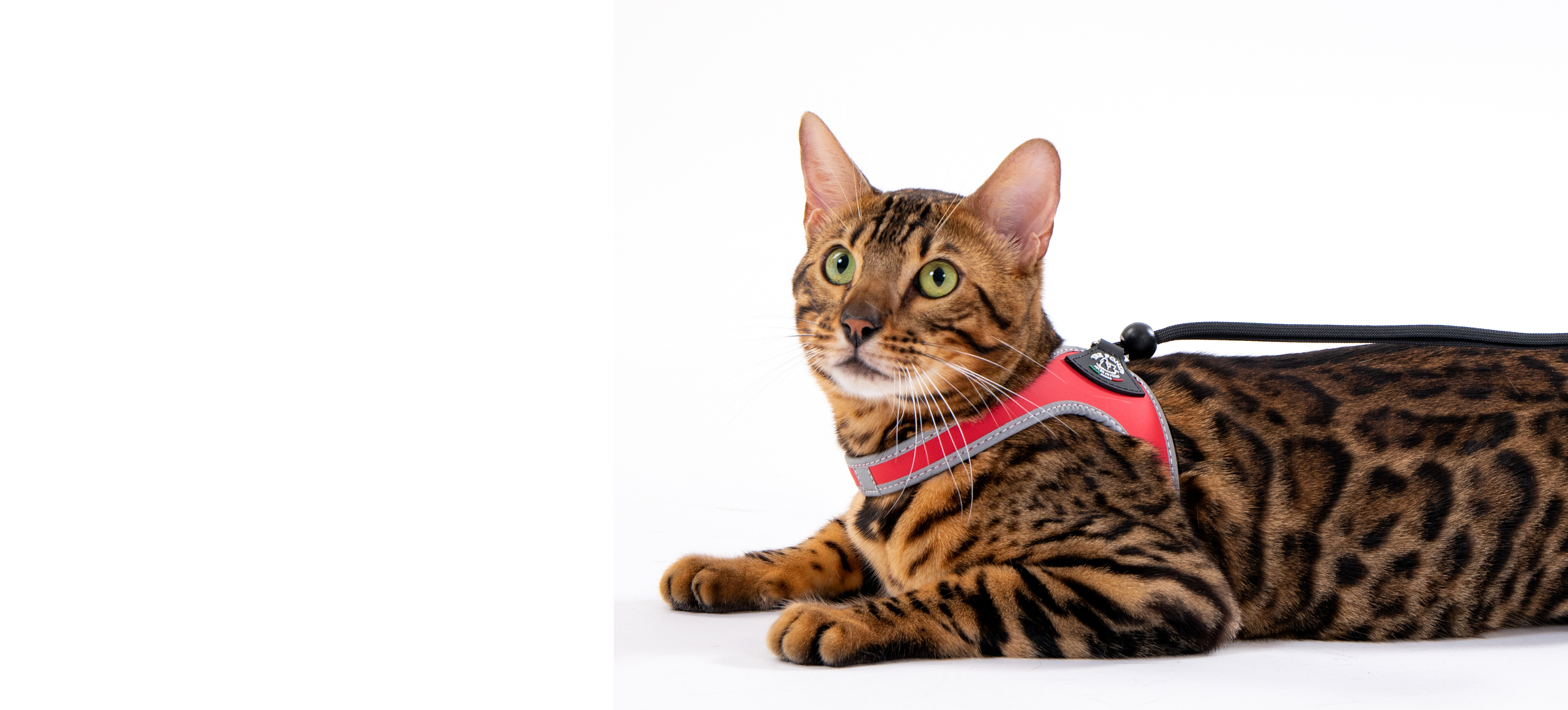 Le migliori pettorine per gatti